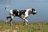 DOGUE ALLEMAND 070